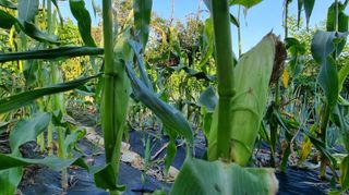 아침농원님의 옥수수 · 영농일지 작성글 사진