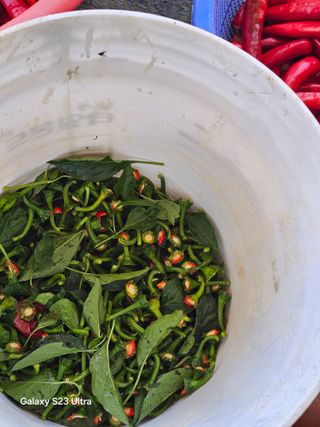 박용열조물주님 님의 고추 · 영농일지 작성글 사진