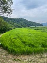 팜모닝 벼·영농일지 게시글 이미지