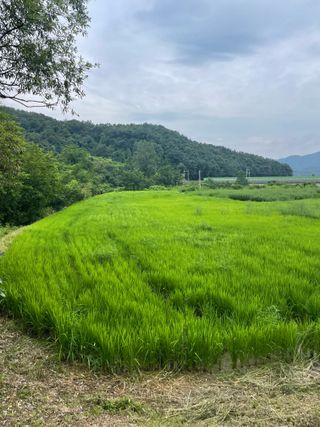 별@노래농장(정씨)님의 벼 · 영농일지 작성글 사진