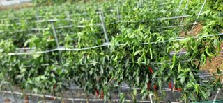 이성우님의 고추 · 영농일지 작성글 사진