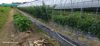 이장호님의 고추 · 영농일지 작성글 사진