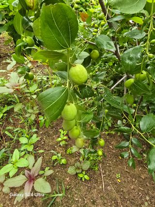 소병찬님의 고추 · 영농일지 작성글 사진