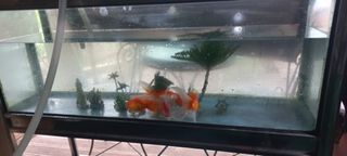 정석채님의 기타작물 · 영농일지 작성글 사진