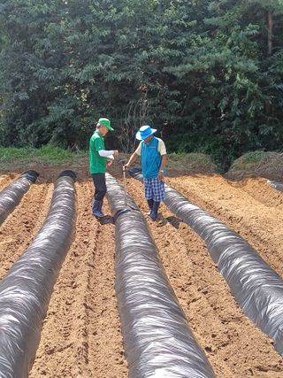 이철우님의 배추 · 영농일지 작성글 사진