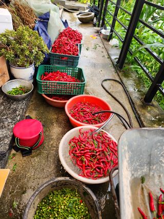 김영숙님의 고추 · 영농일지 작성글 사진