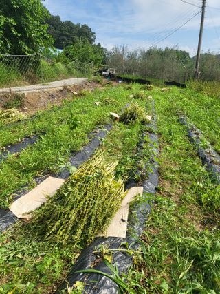 이상욱님의 참깨 · 영농일지 작성글 사진
