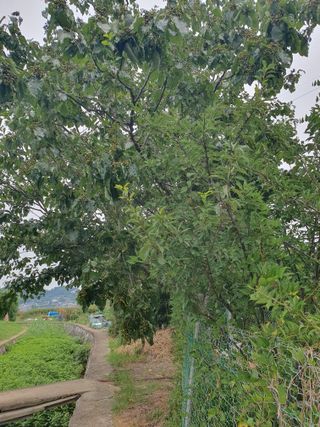 구성휘님의 기타작물 · 영농일지 작성글 사진