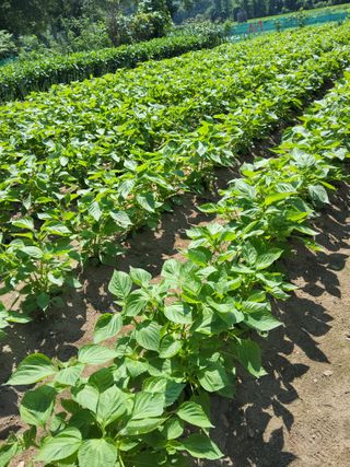 김성열님의 들깨 · 영농일지 작성글 사진