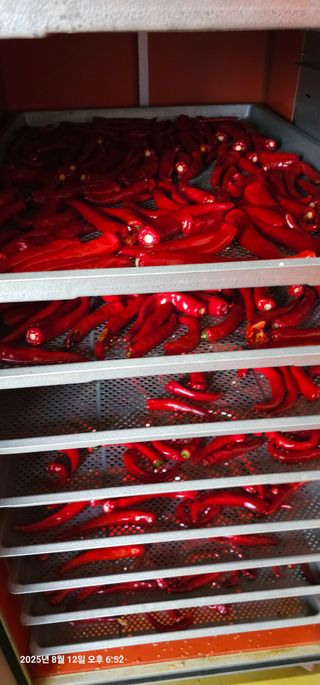 이장호님의 고추 · 영농일지 작성글 사진