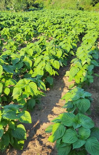 김종명님의 들깨 · 영농일지 작성글 사진