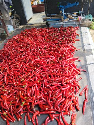 김성열님의 고추 · 영농일지 작성글 사진