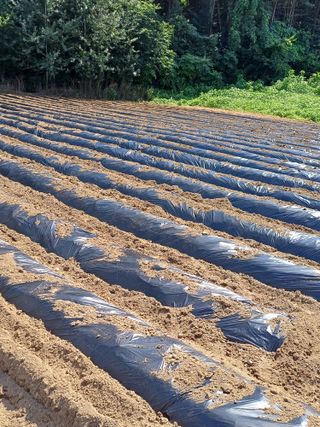 이철우님의 배추 · 영농일지 작성글 사진