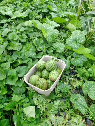 보리수치유농장님의 기타작물 · 영농일지 작성글 사진