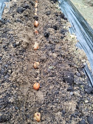 솔방농원님의 파 · 영농일지 작성글 사진