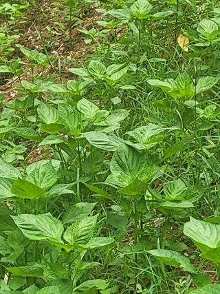 최병우님의 기타작물 · 영농일지 작성글 사진