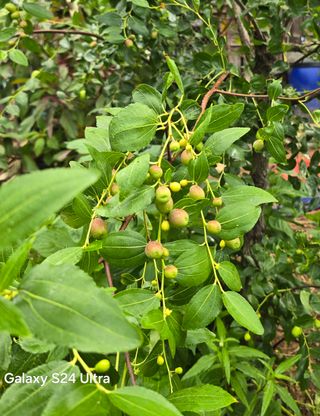 소병찬님의 고추 · 영농일지 작성글 사진