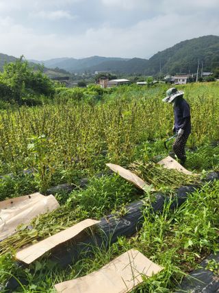 이상욱님의 참깨 · 영농일지 작성글 사진