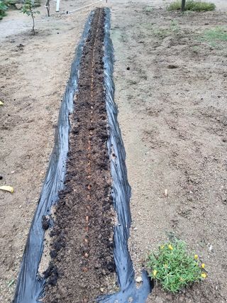 솔방농원님의 파 · 영농일지 작성글 사진