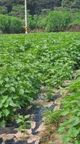 팜모닝 기타작물·영농일지 게시글 이미지