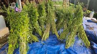 귤17884님의 참깨 · 영농일지 작성글 사진