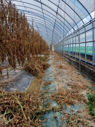 전원수님의 토마토 · 영농일지 작성글 사진