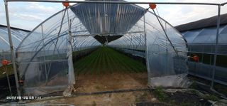 이장호님의 고추 · 영농일지 작성글 사진