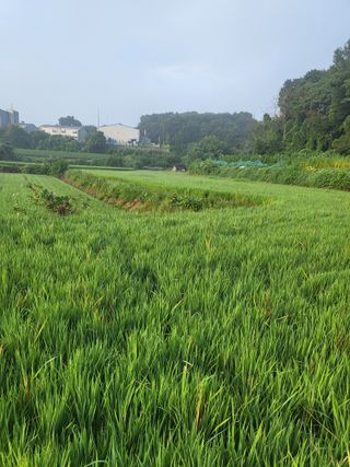 최병우님의 기타작물 · 영농일지 작성글 사진