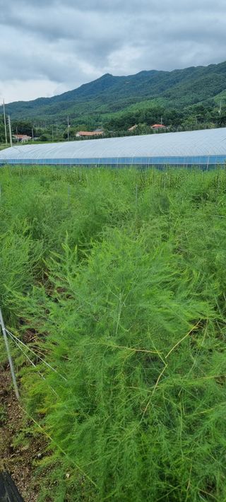 이정식님의 기타작물 · 영농일지 작성글 사진