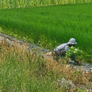 이승목님의 들깨 · 영농일지 작성글 사진