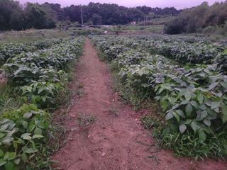 이남주님의 콩 · 영농일지 작성글 사진