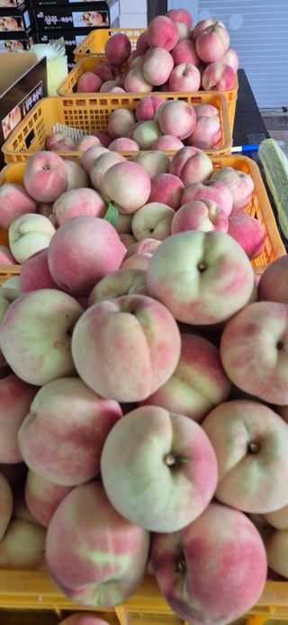 이상윤님의 복숭아 · 영농일지 작성글 사진