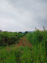 팜모닝 기타작물·영농일지 게시글 이미지