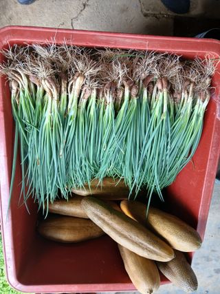 인생은 소풍처럼님의 파 · 영농일지 작성글 사진