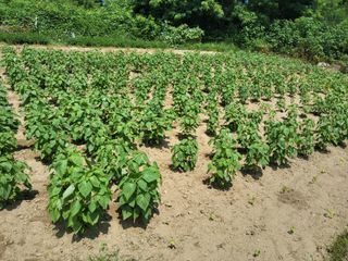 백상진님의 들깨 · 영농일지 작성글 사진