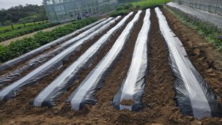 최경숙님의 기타작물 · 영농일지 작성글 사진