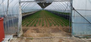 이장호님의 고추 · 영농일지 작성글 사진