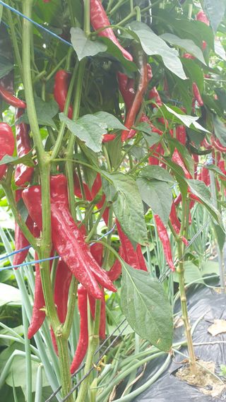 이경옥님의 기타작물 · 영농일지 작성글 사진