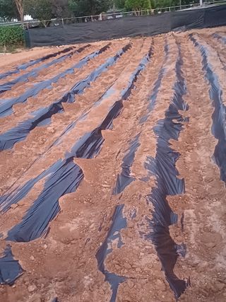 이철우님의 배추 · 영농일지 작성글 사진