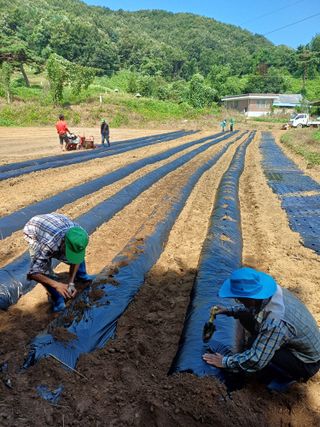이철우님의 배추 · 영농일지 작성글 사진