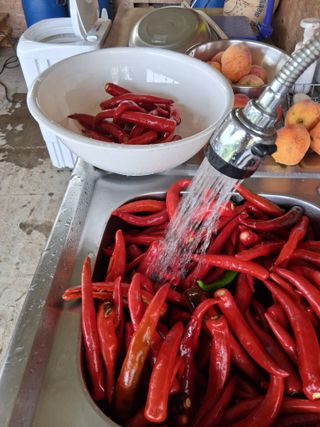 양파15542님의 기타작물 · 영농일지 작성글 사진