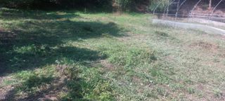 Blackbear님의 호박 · 영농일지 작성글 사진