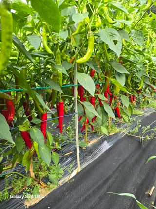 소병찬님의 고추 · 영농일지 작성글 사진