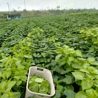 보리수치유농장님의 기타작물 · 영농일지 작성글 사진