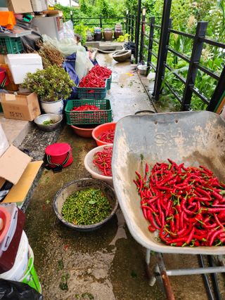 김영숙님의 고추 · 영농일지 작성글 사진