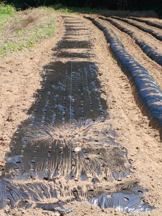 이철우님의 배추 · 영농일지 작성글 사진