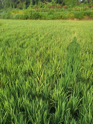 최병우님의 기타작물 · 영농일지 작성글 사진