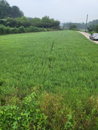 최병우님의 기타작물 · 영농일지 작성글 사진