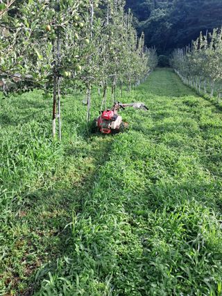 양배추20804님의 사과 · 영농일지 작성글 사진
