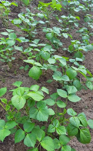 김종명님의 들깨 · 영농일지 작성글 사진